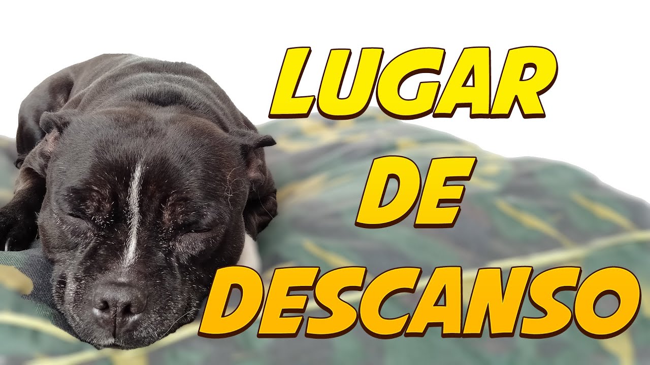 Perro Tranquilo en Casa 🏠🐶| Lugar de descanso 🤓📝