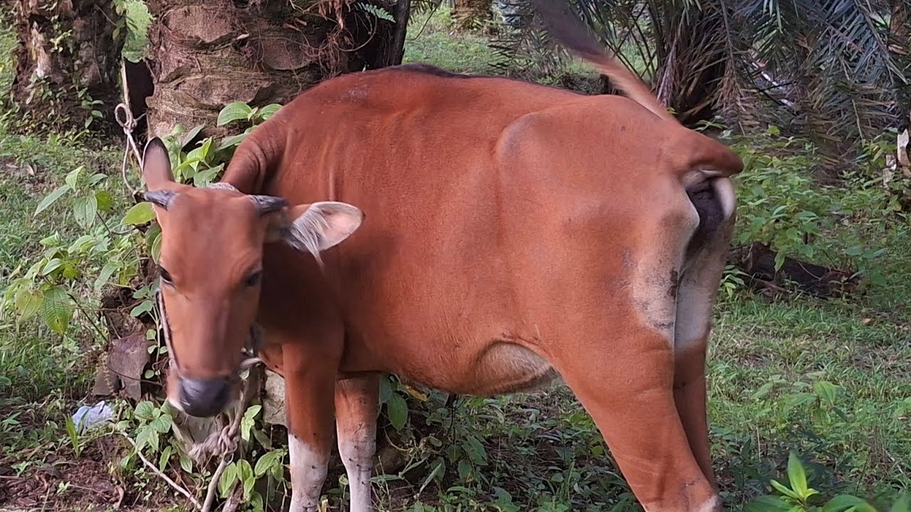 KEGAGALAN DALAM BERTERNAK  