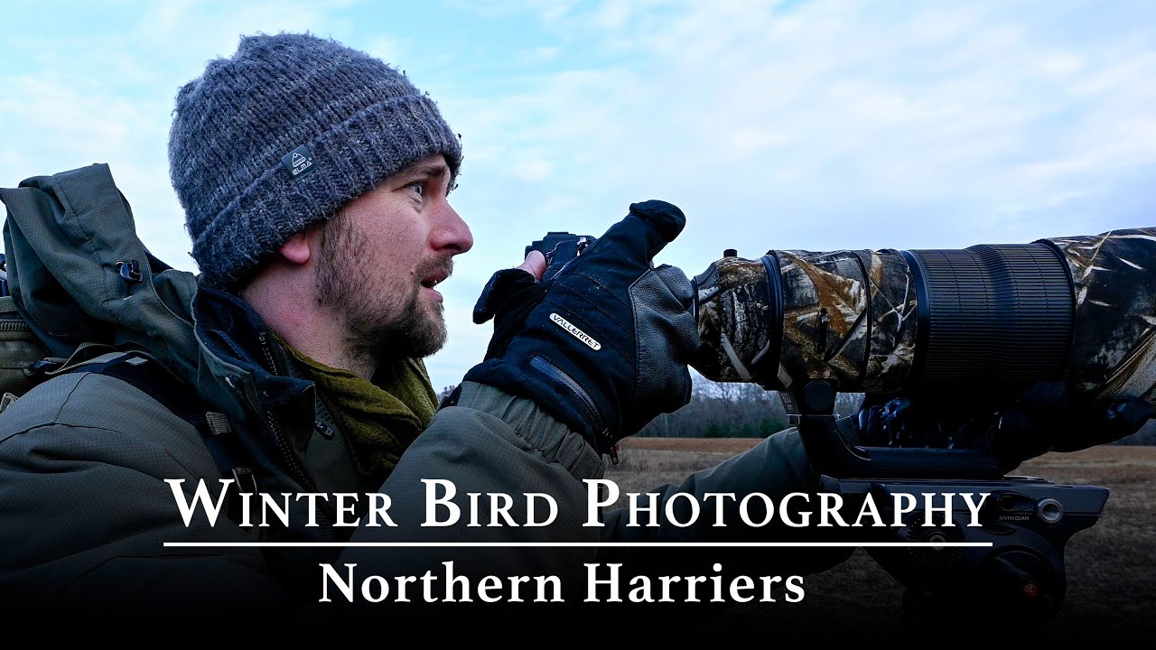 Winter Bird Photography: Photographing Northern Harriers | Nikon Z9