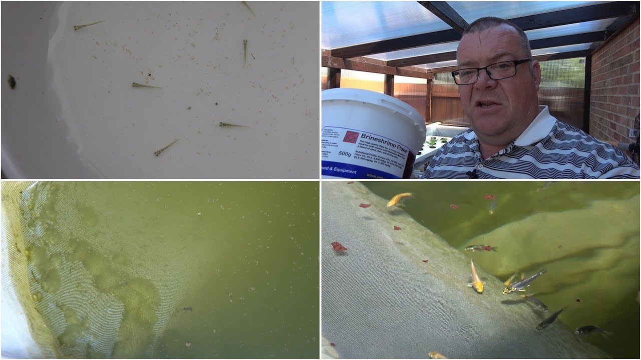 My Koi Breeding Project - Part 13 - Sorting fry from second spawning