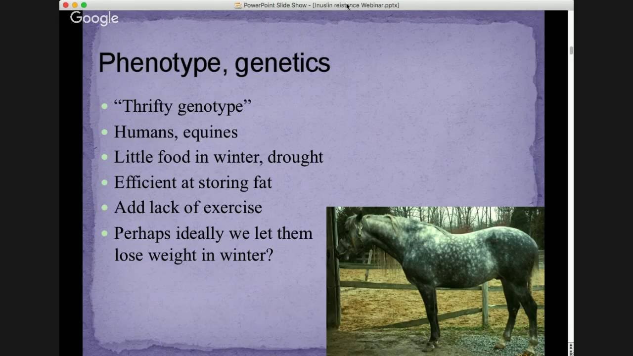 Insulin Resistance in the Equine Webinar
