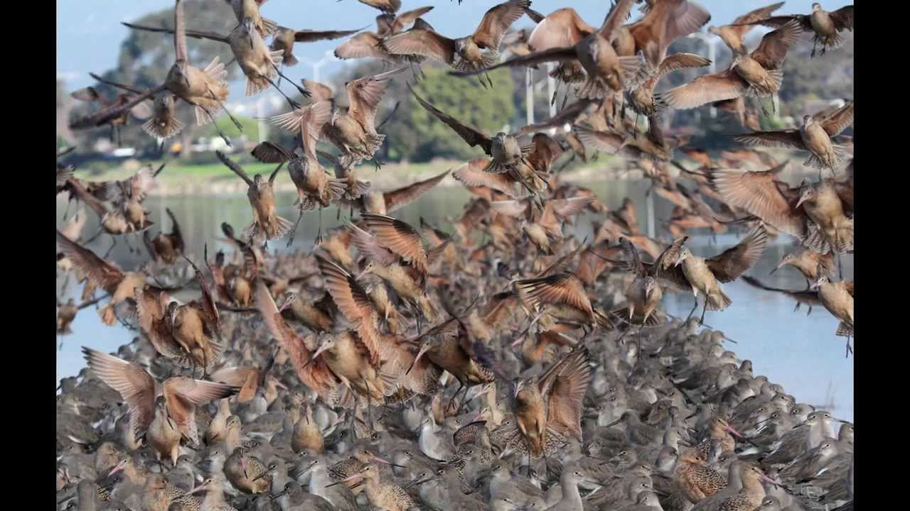The Majestic Birds of San Francisco Bay