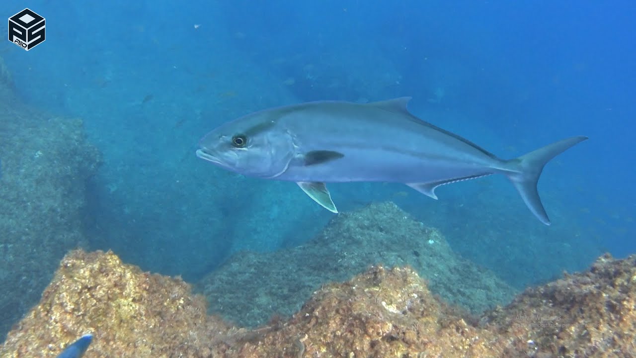 PESCASUB Ricciola Gigante +30 kg in 3 metri 😱 Pesca subacquea Sottocosta