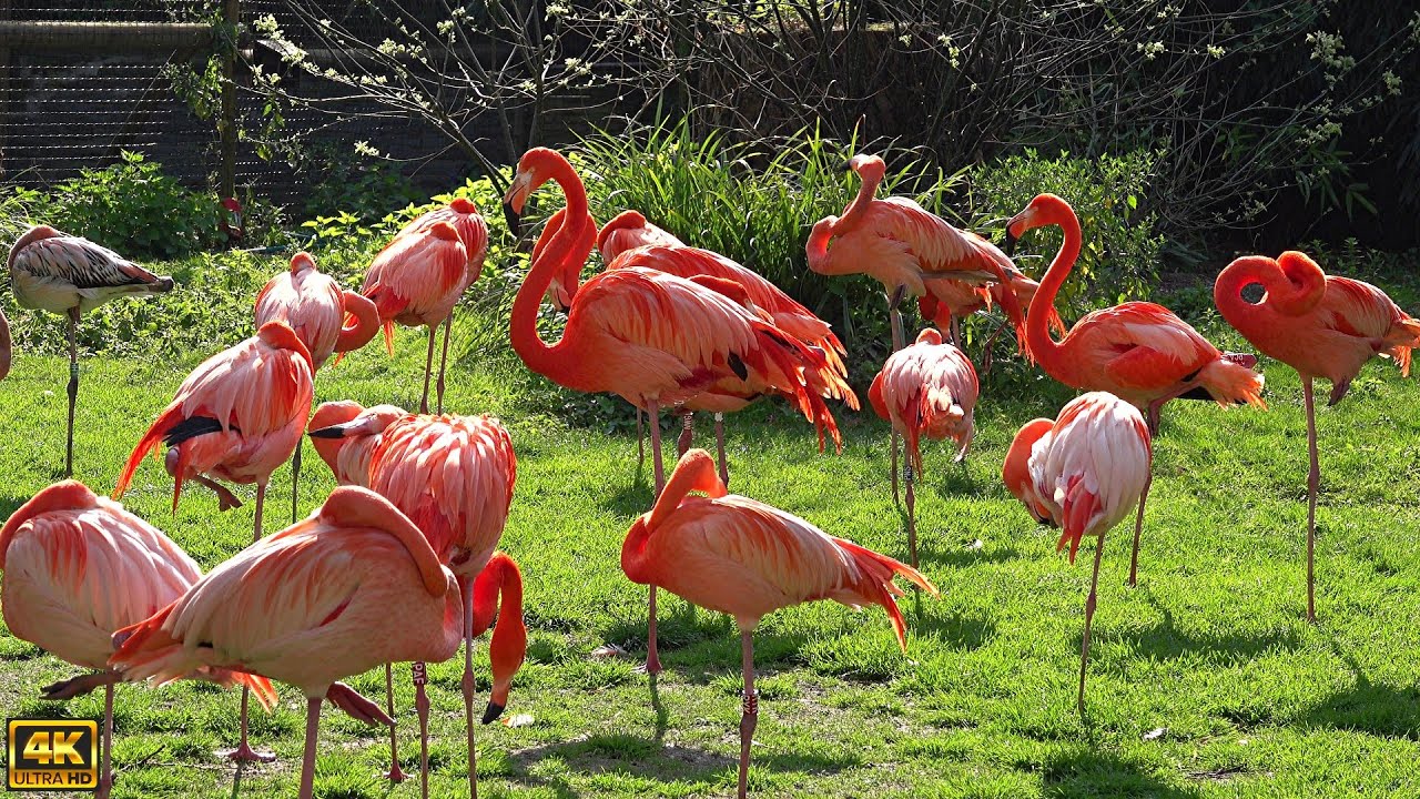 La Ménagerie du Jardin des Plantes - Paris - One of the oldest zoos in the world.