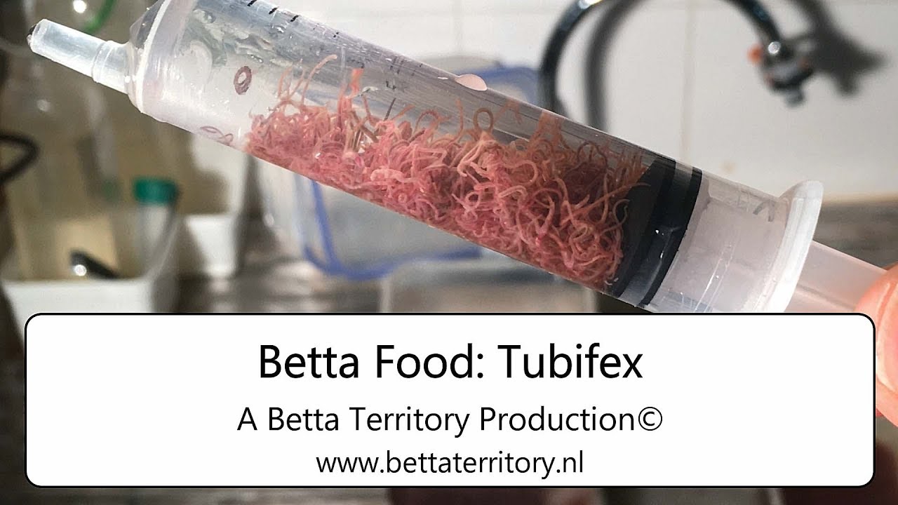 Betta Food: Tubifex