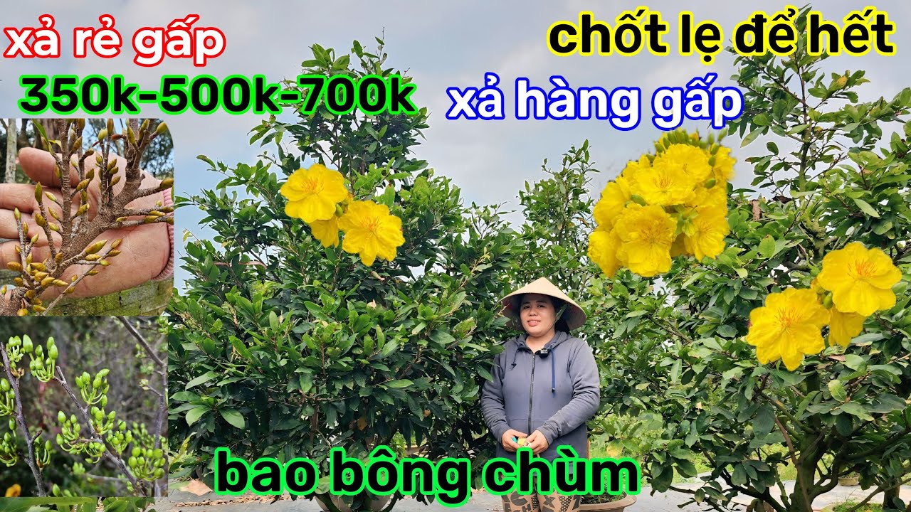 🌲25/1☎️vườn mai chị Nhi☎️mai giảo thủ đức rin🌲xả vườn này gấp🌲350k-500k-700k-2tr🌲bao rẻ 