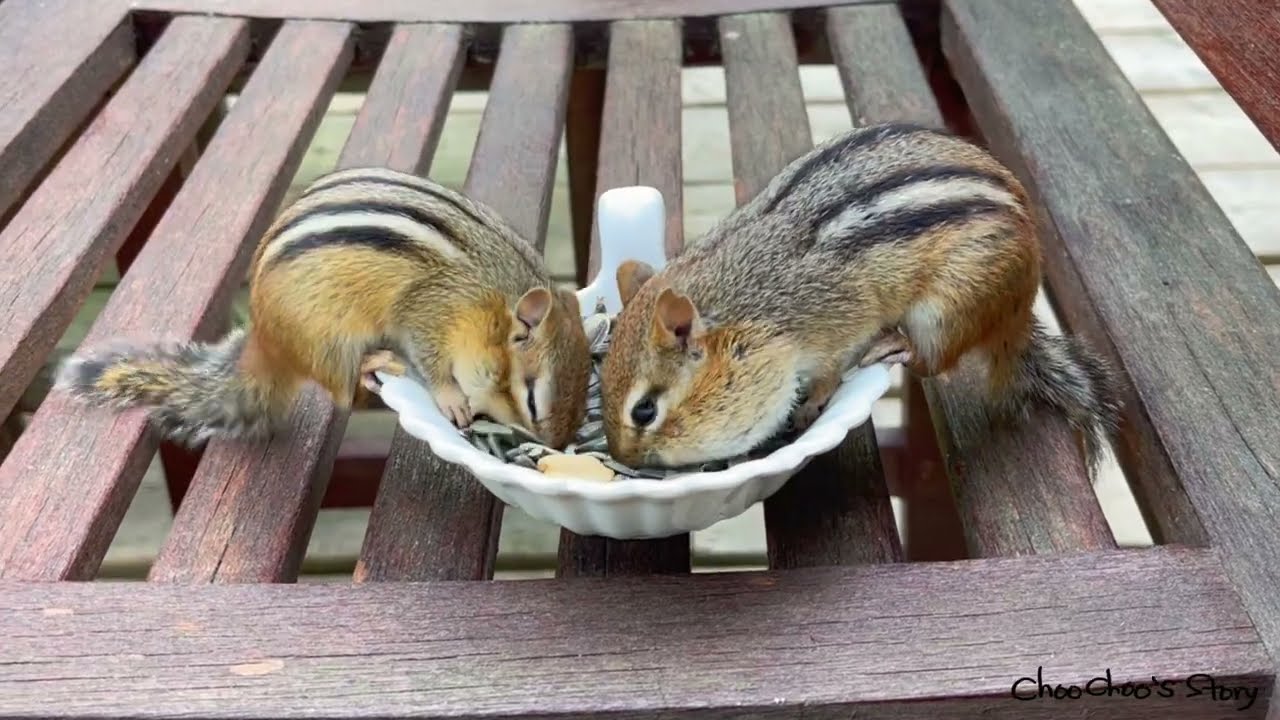 새끼를 데리고 우리집에 온 다람쥐 쳐키 Mother Chipmunk Chucky Brings Her Baby To My House