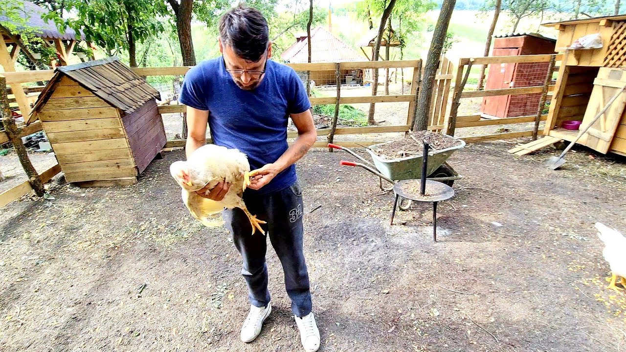 Cornel opereaza gaina de la casuta din padure !