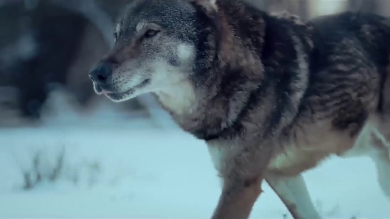 Wolf Running - Media Wolves