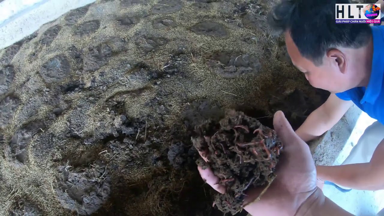 REVIEW TRẠI NUÔI TRÙN QUẾ QUY MÔ LỚN - KỸ THUẬT NUÔI TRÙN QUẾ HIỆU QUẢ