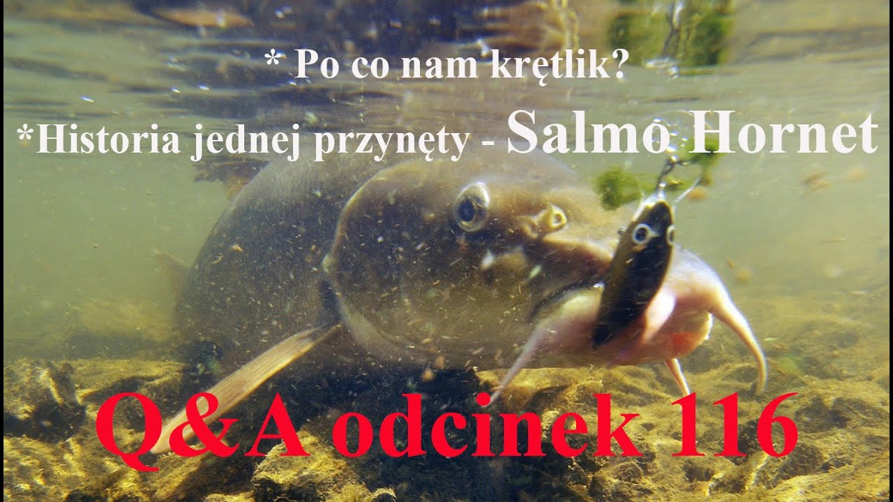 Q&A odcinek 116 - po co nam krętlik i historia wobblera Salmo Hornet.