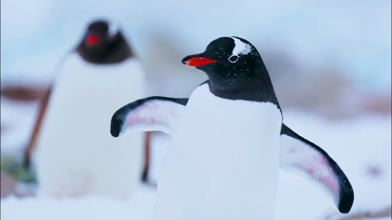 HAL Antarctic Experience Cruise Holland American Oosterdam 9.Jan-31.Jan.2026