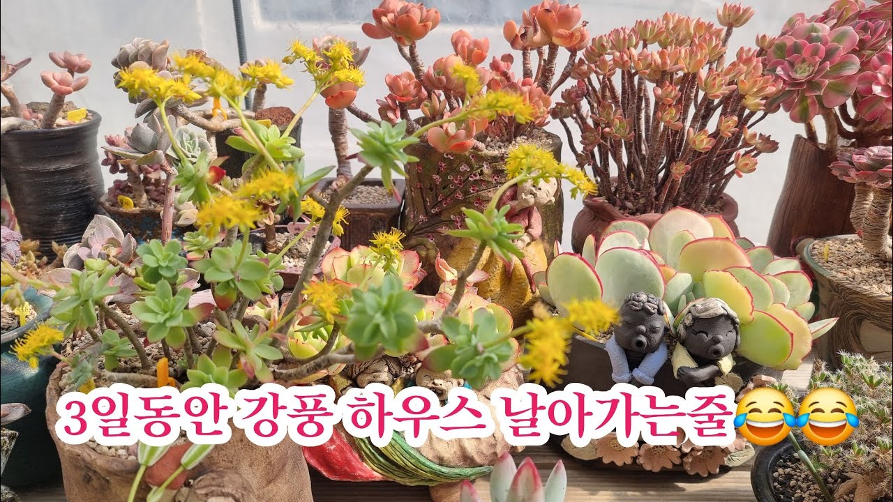 부산은 바람이 난리도 아니였어요😂😂#흑법사 꼬집기#엘히어로#꼬집기시기