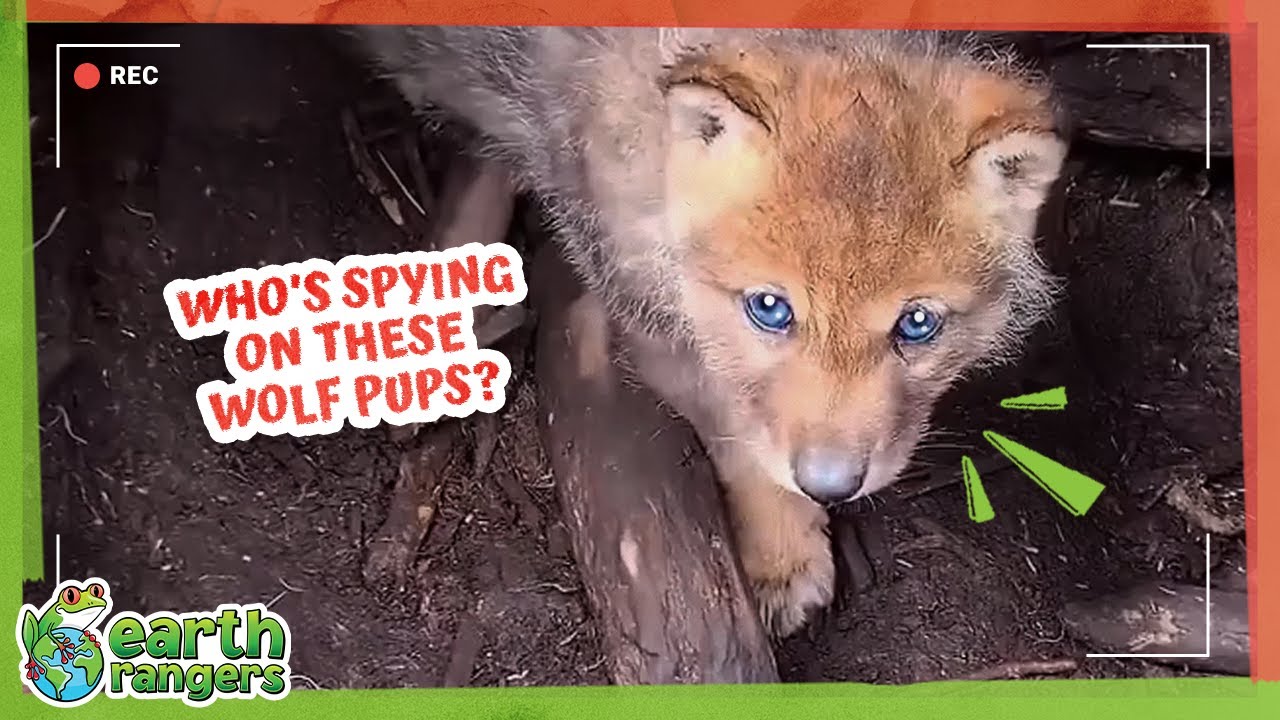 Secret Spies Are Watching These Wolf Pups… But Why??? | Earth Rangers