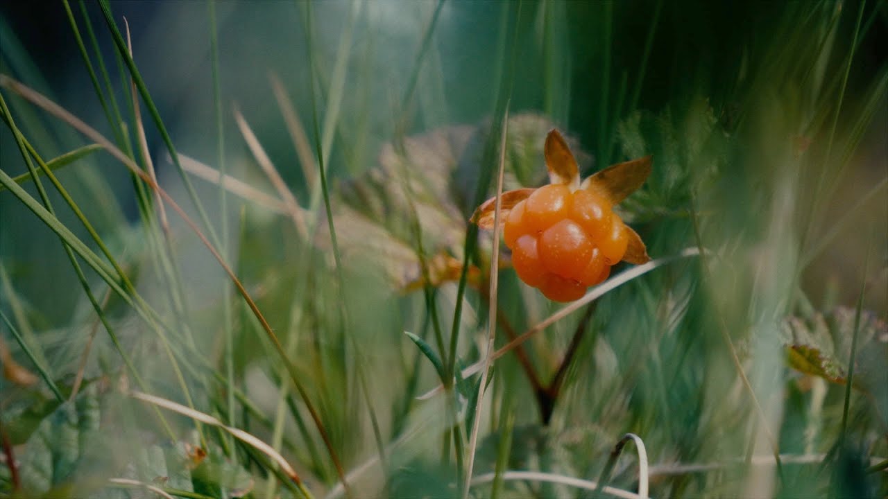 Морошка - Rubus chamaemorus
