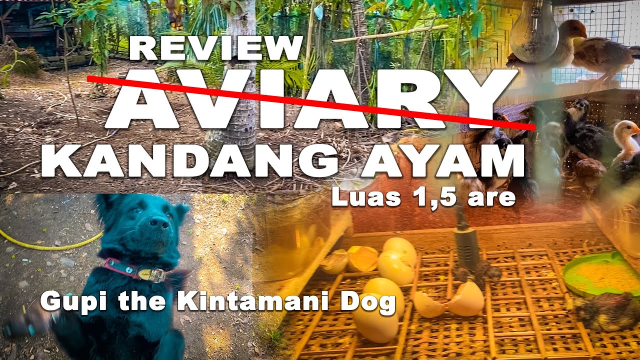 BEGINI Aviary Ayam - Kandang Ayam Kampung