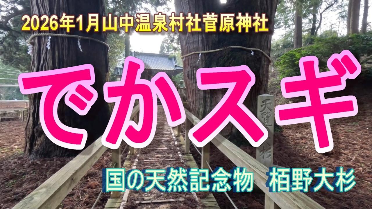 2026年1月山中温泉　村社菅原神社 栢野大杉　国の天然記念物　　#大きな杉の木　#天然記念物　＃昭和天皇行幸