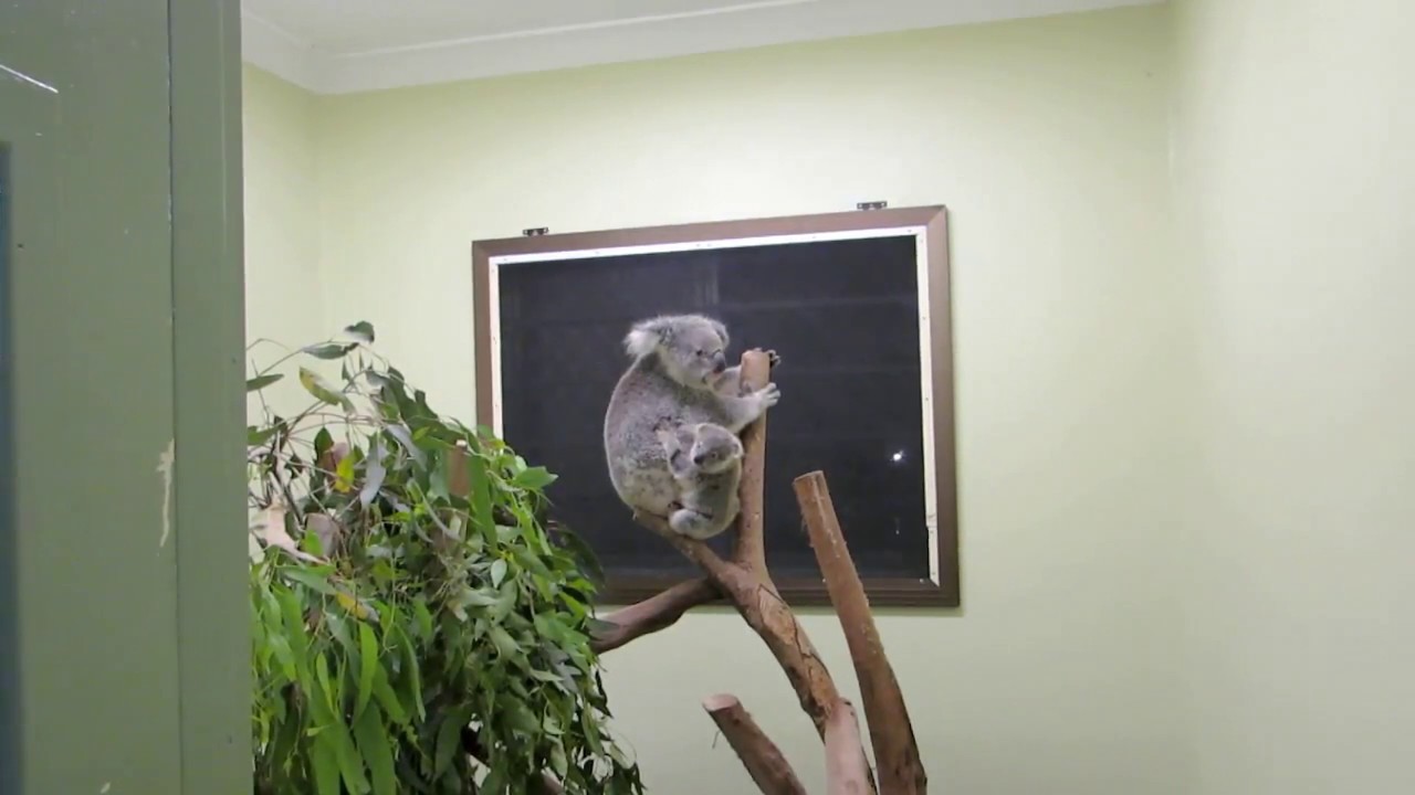 Koala joey's not-so-easy reunion with Mum after their tree was cut-down