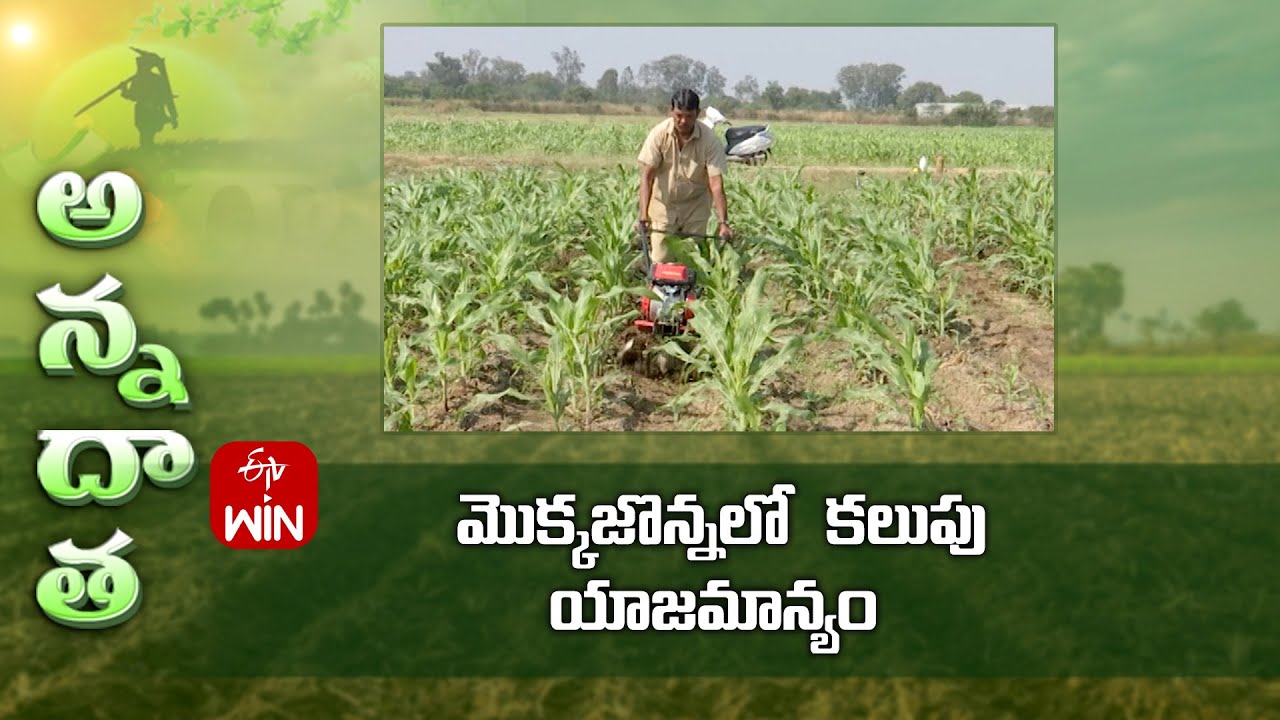 Weed management in maize | ETV