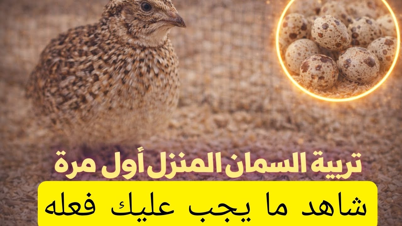 تريد تربية السمان للمرة الأولى | شاهد ما يجب عليك فعله