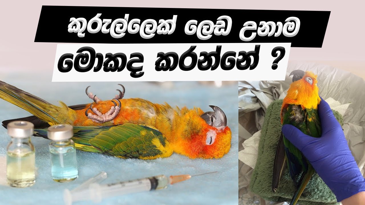 කුරුල්ලෝ ලෙඩ උනාම මොකද කරන්නේ?