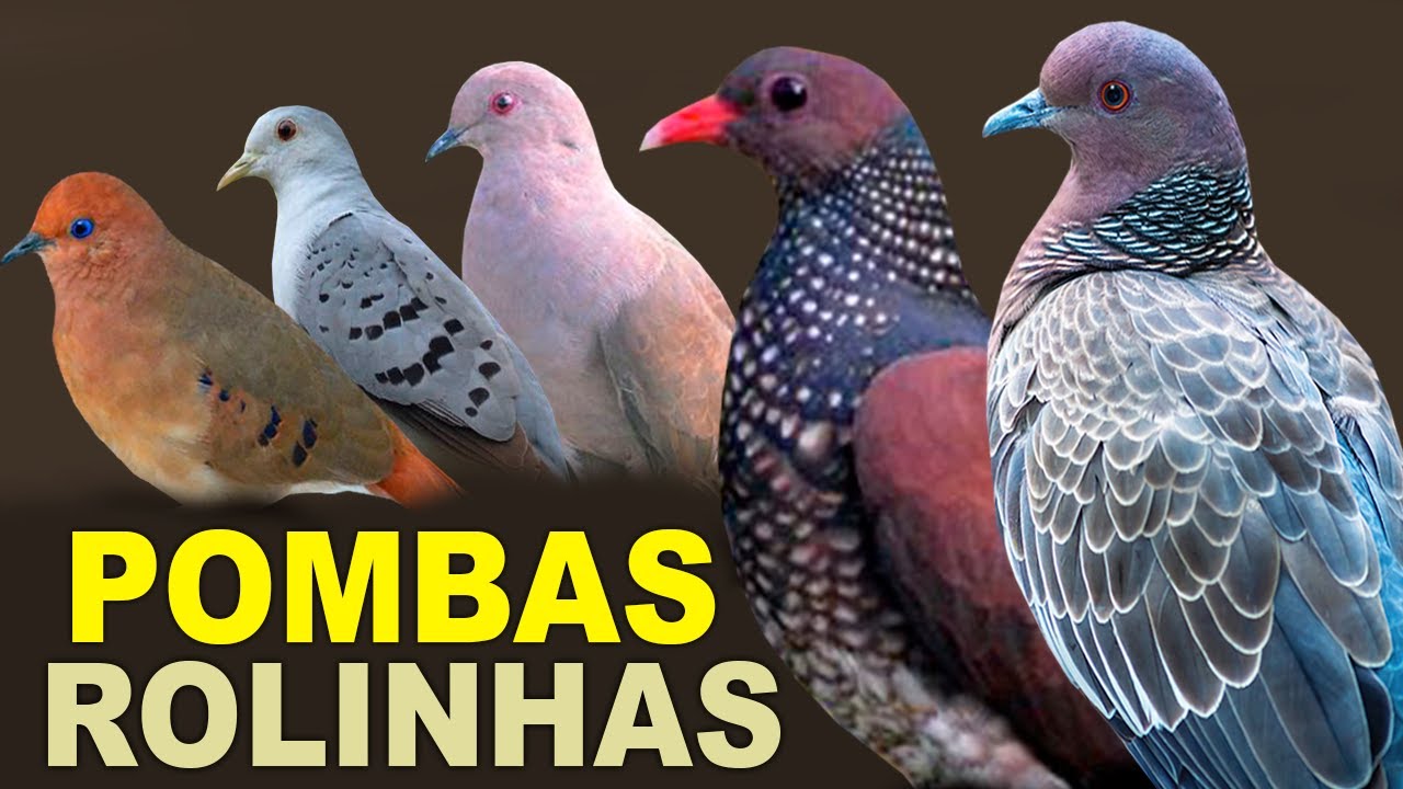 ROLINHAS e POMBAS do BRASIL - Espécies, cantos e curiosidades, ROLINHA, POMBA, JURITI