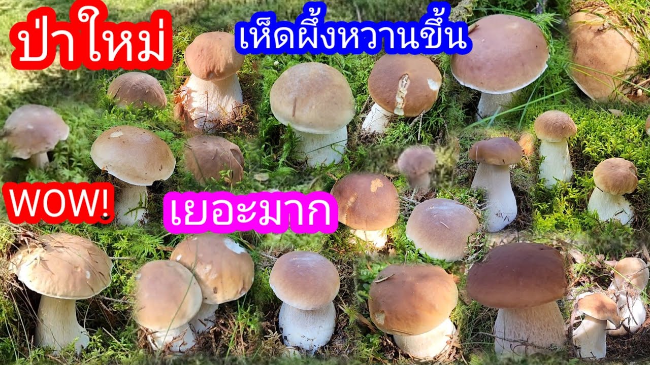 เก็บเห็ดผึ้งหวานป่าใหม่เห็ดเยอะมากอดกรี๊ดไม่ได้