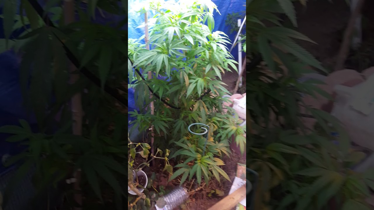 Winter grow 2016 2017 legal medical marijuana grow