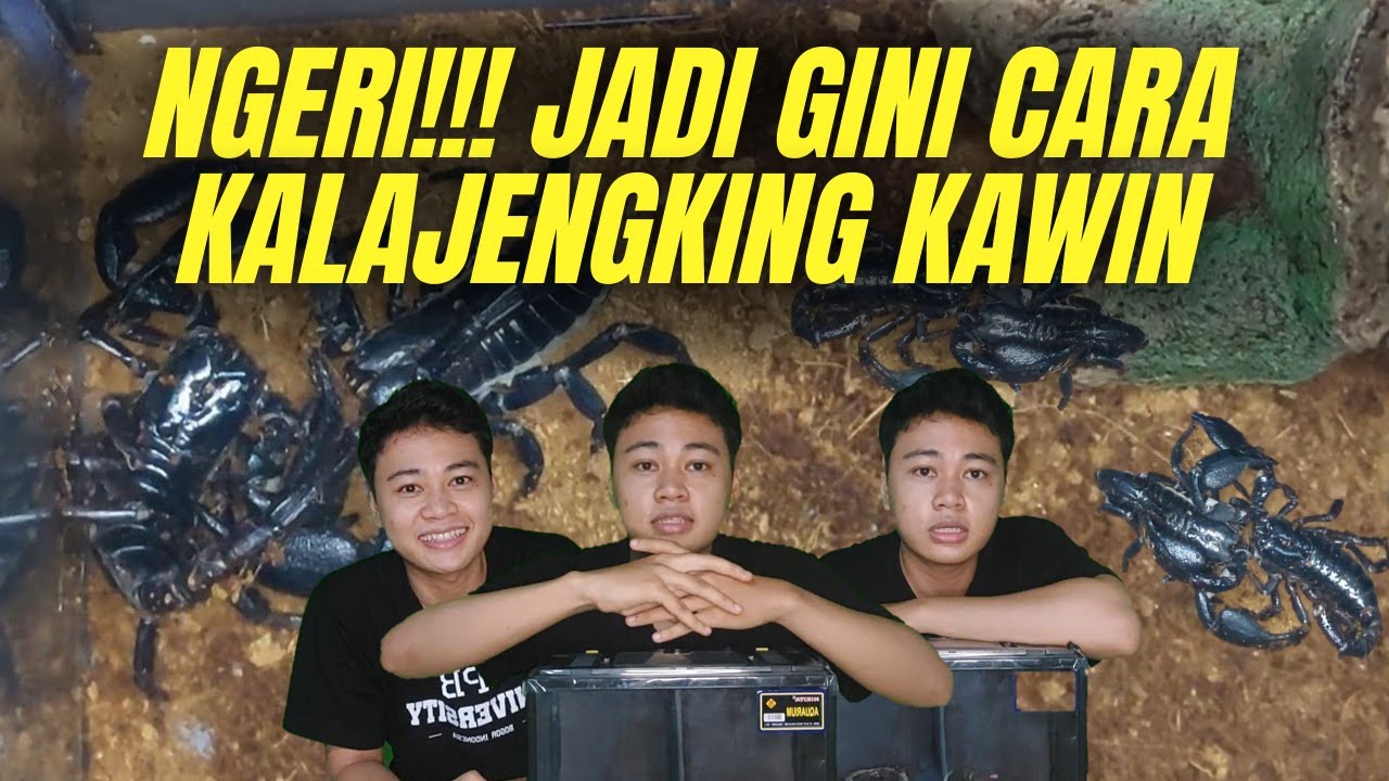 NGERI GUYSSS!!... Jadi Gini Cara KALAJENGKING KAWIN, uwu uwu mesra syekaliii... #Scorpionmating