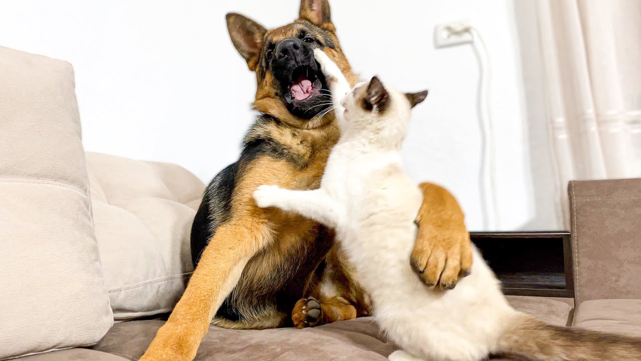Funniest Video of German Shepherd Puppy vs. Kitten [TRY NOT TO LAUGH]
