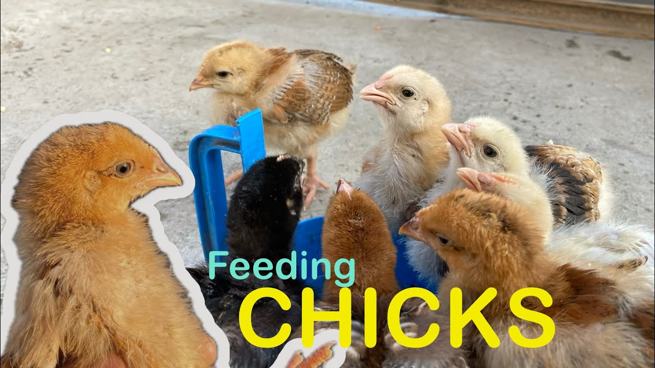 Feeding 15-Day-Old Chicks  🐥 🥰 #chicks #chicken 