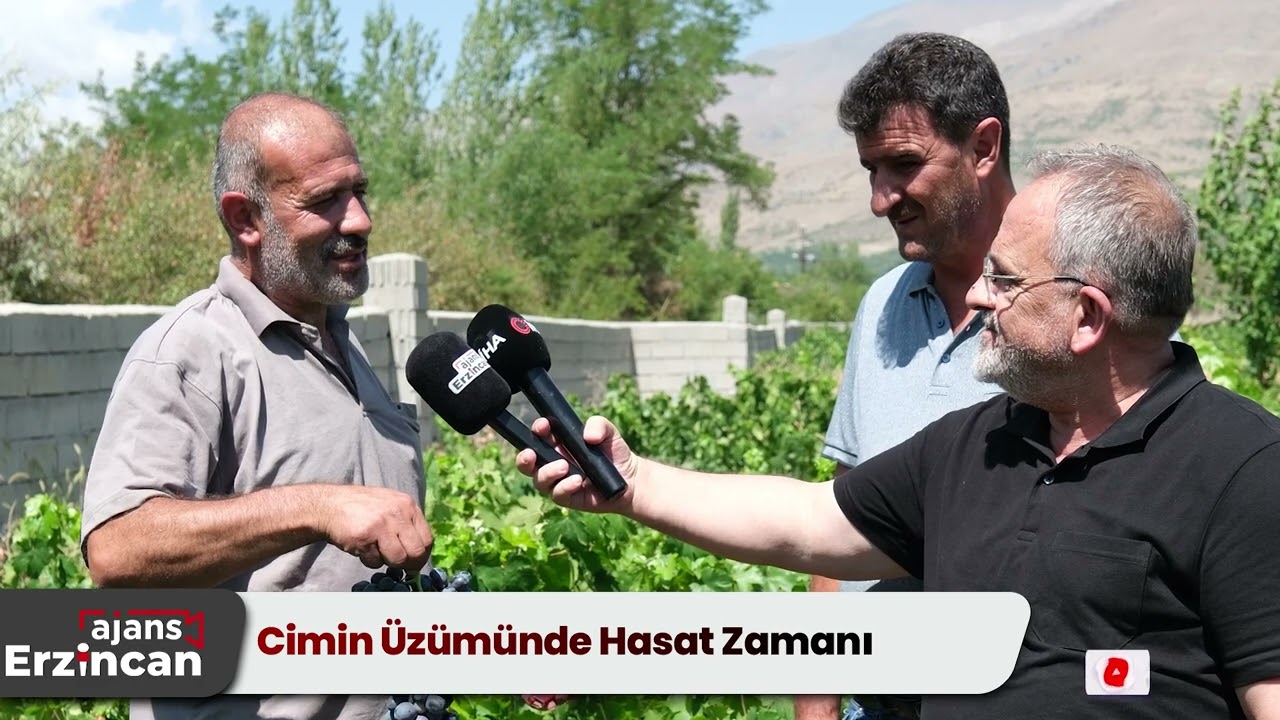 Cimin Üzümünde Hasat Zamanı