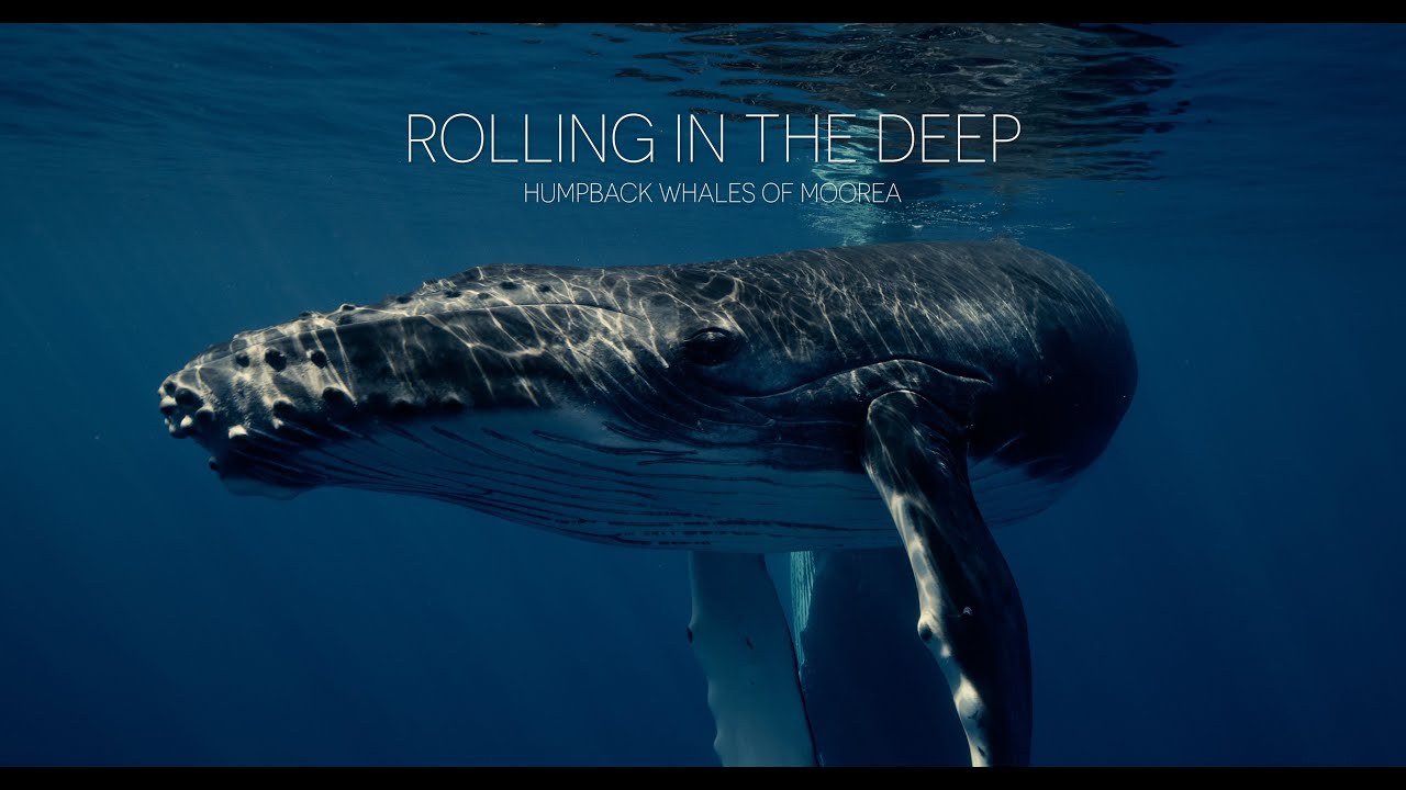 Rolling in the Deep - #23 - Moorea