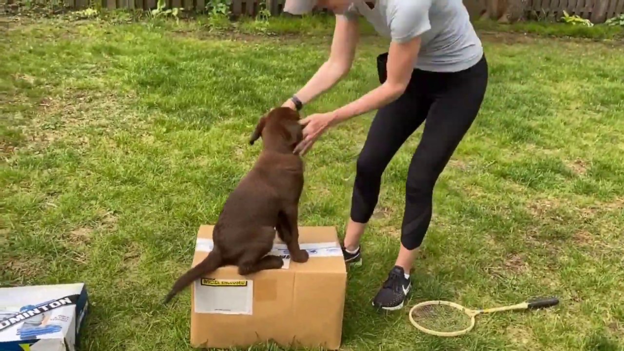 Virtual Puppy Class Crate Training and Confidence Building!