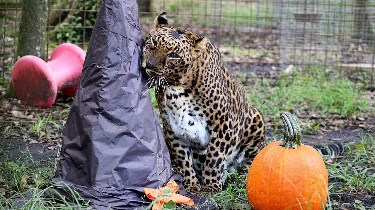 Halloween With Big Cats