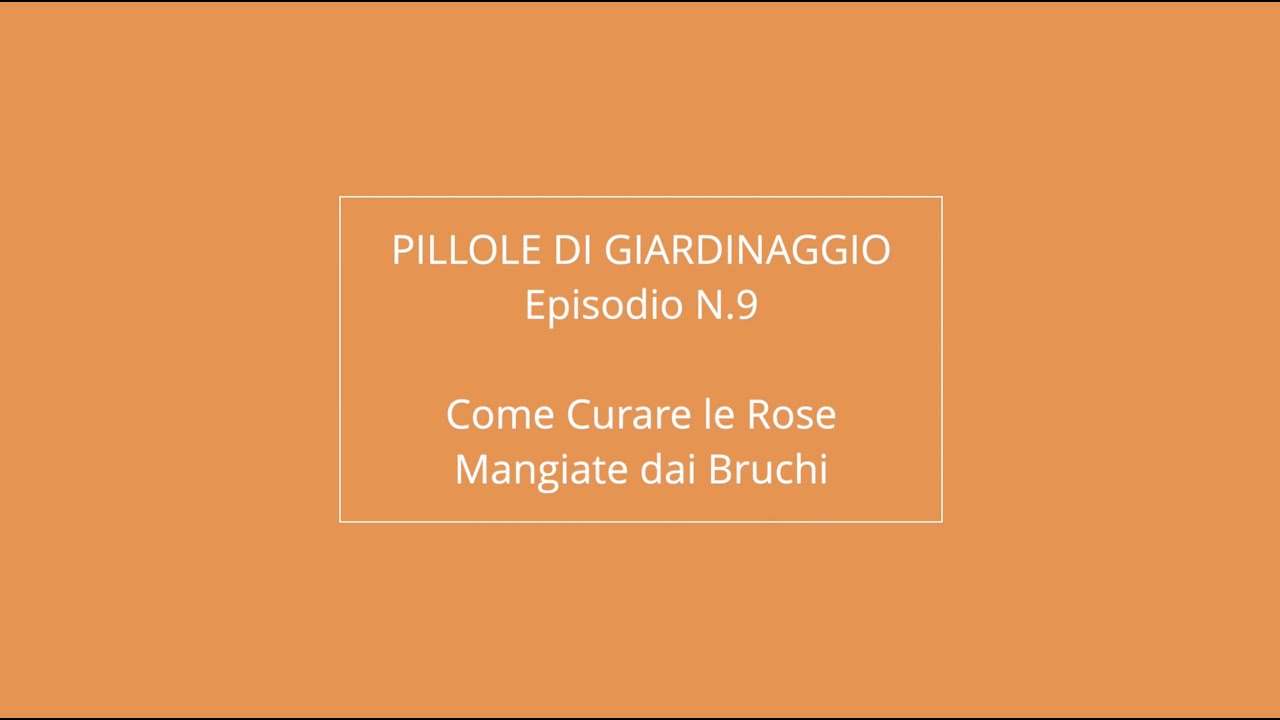 Rose Mangiate dai Bruchi / Come Curare / Pillole di Giardinaggio / Ep.9