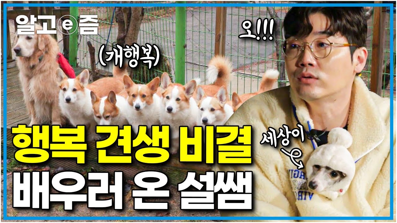 행복한 개들은 이런 표정을 짓습니다🐶전 세계를 누비는 프로 여행견부터 자연견 8마리 웰시코기들까지! 행복한 개들을 만나러 온 설쌤 │세상에 나쁜 개는 없다│알고e즘