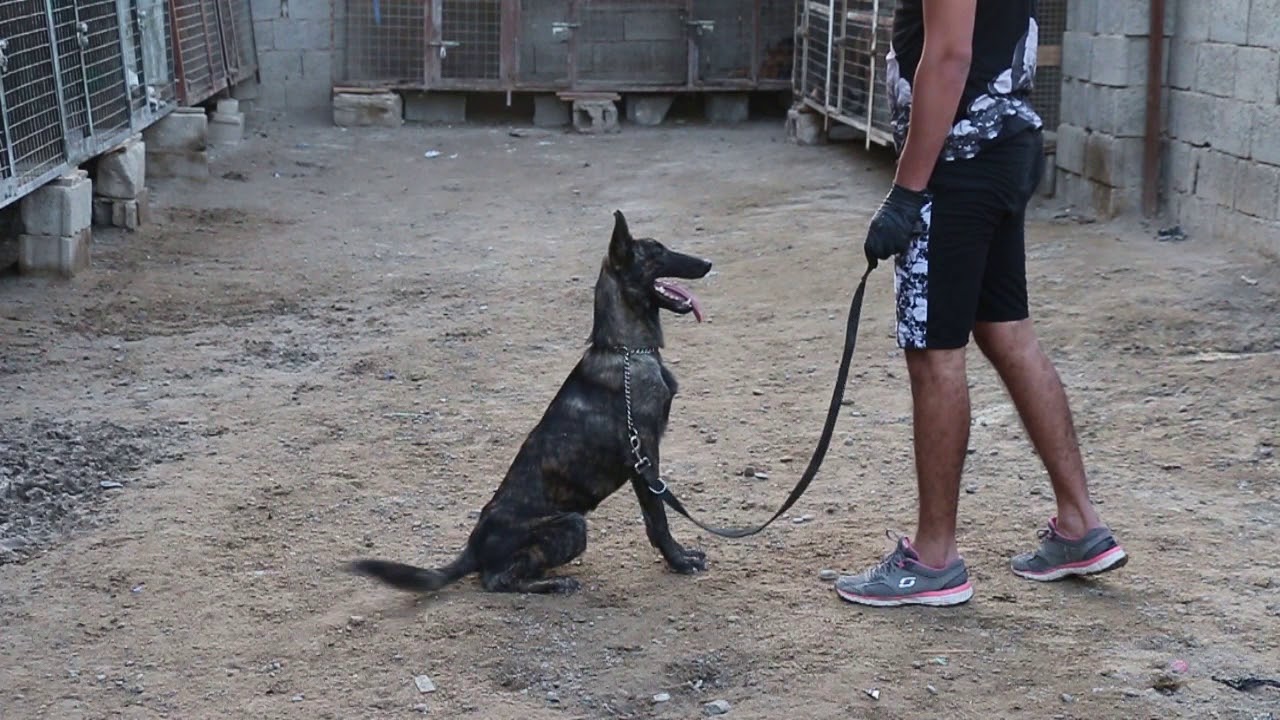 خالد k-9 Training Taker on obedience and fierce orders Captain Khaled from Iraq 07709699481