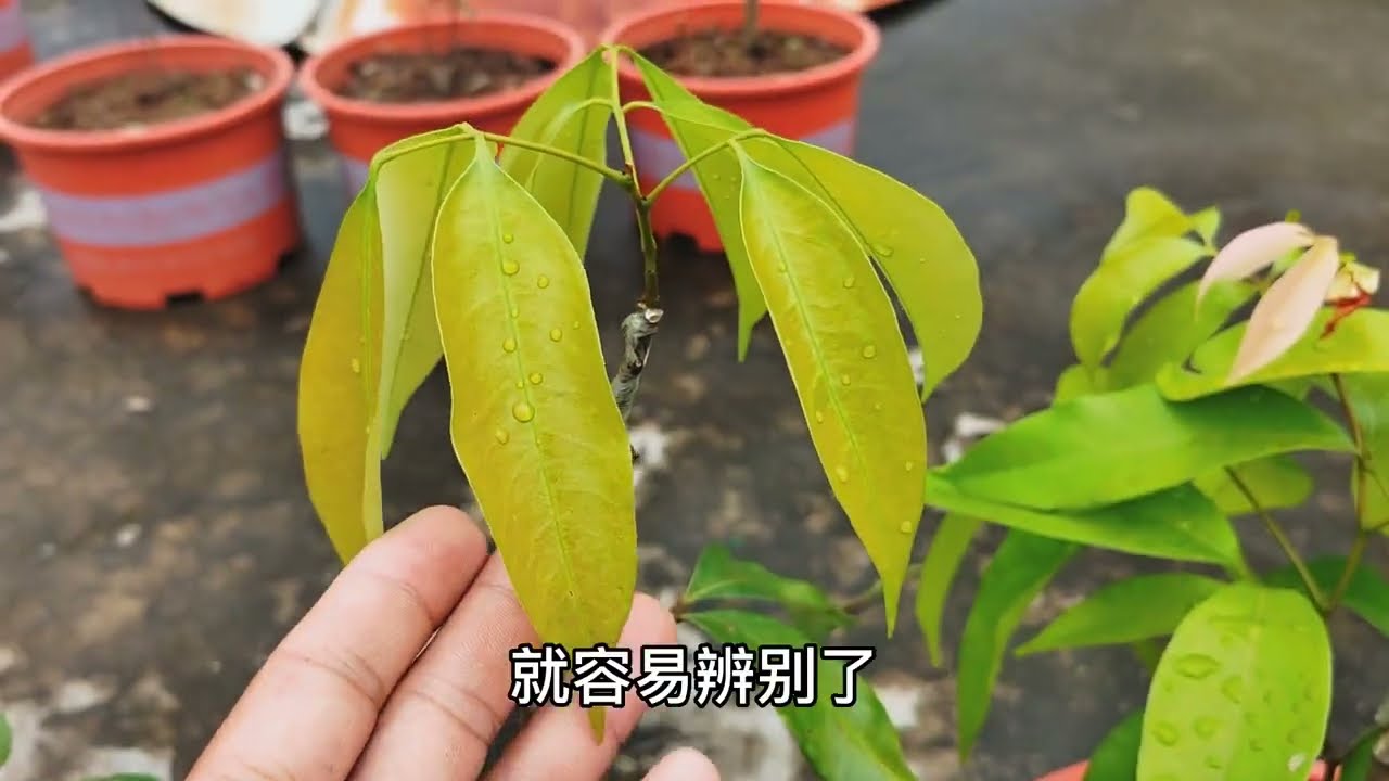 20天后来看看我盆栽的新品种荔枝，这两个品种轻松碾压桂味糯米糍