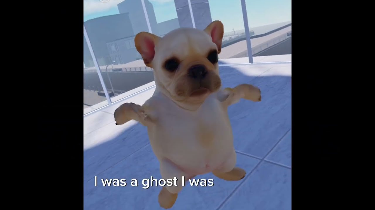 Golden | Pibble version |