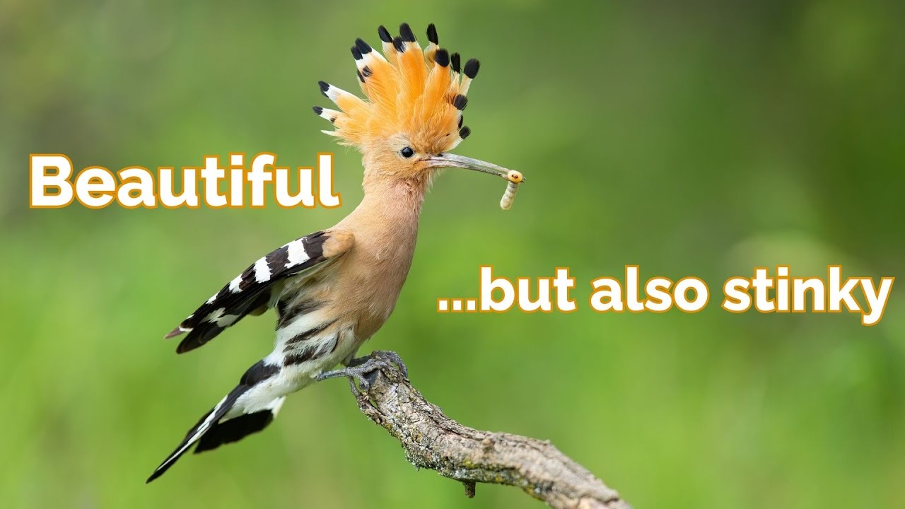 Eurasian Hoopoe | A Beautiful bird With Powerful Olfactory Defense