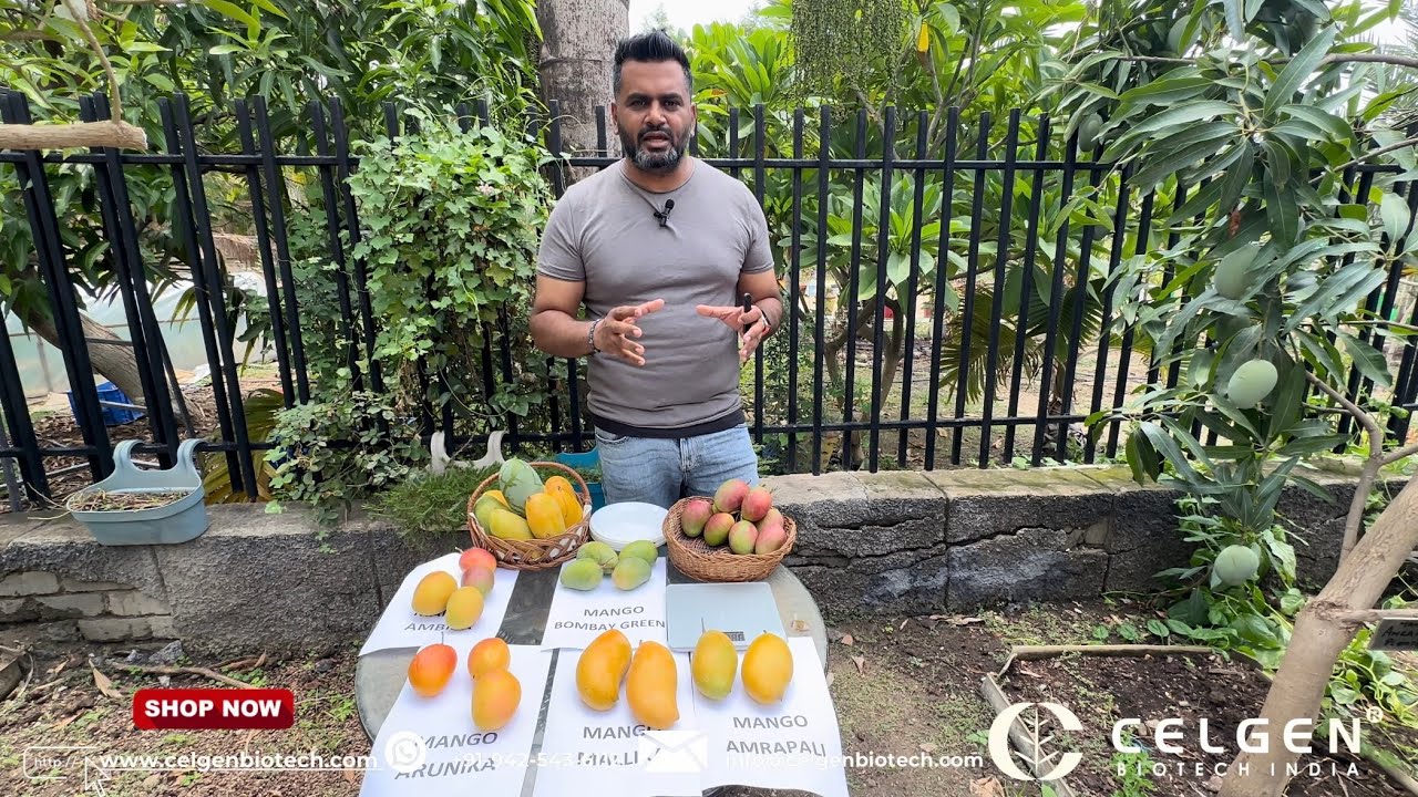 Grafted Mango Saplings: Arunika, Ambica, Mallika, and Amrapali Varieties