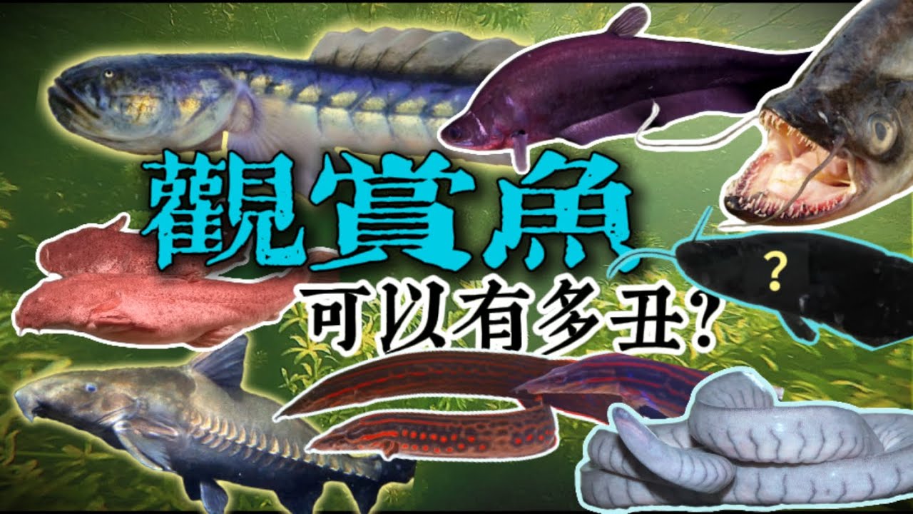 這些魚這麼醜為什麼還有人養？盤點13種長相嚇人的觀賞魚，價格卻貴到離譜