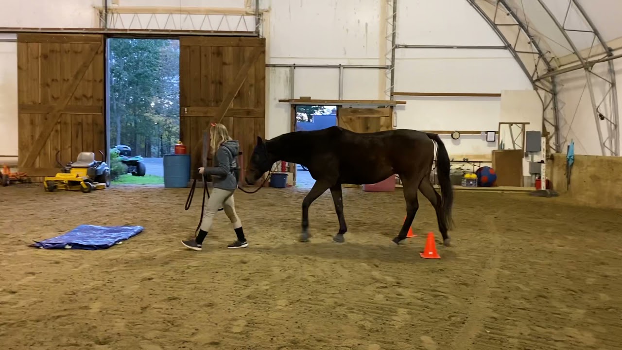 Lauren Leary and Dorsey-Horse Agility Fall Fun Show 1