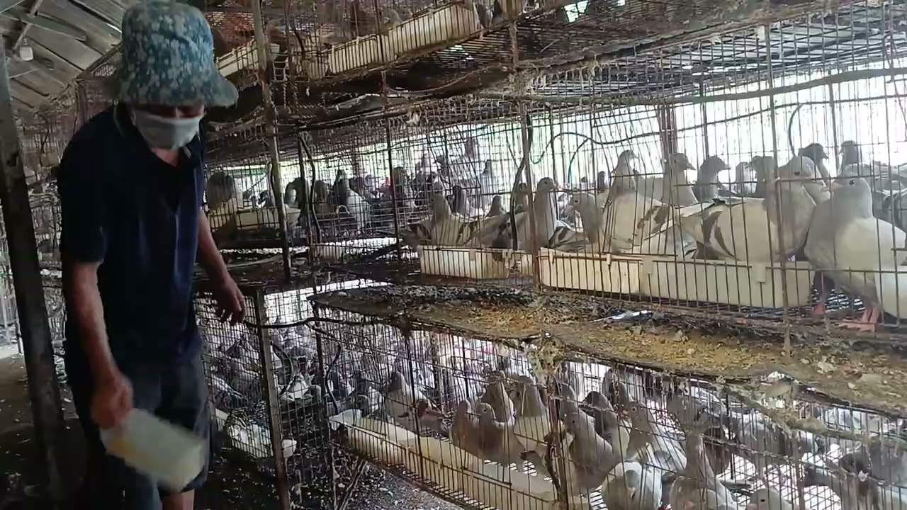 Nuôi bồ câu thái đã hết thời rồi sao mời ae xem líp sẽ biết. 0978455670 phong. 