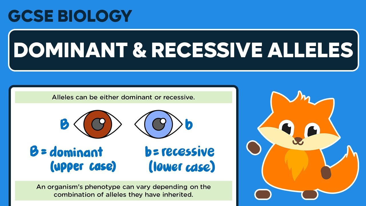 Dominant & Recessive Alleles - GCSE Biology