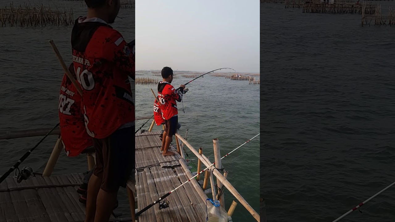 Bagan fila bawah popeye