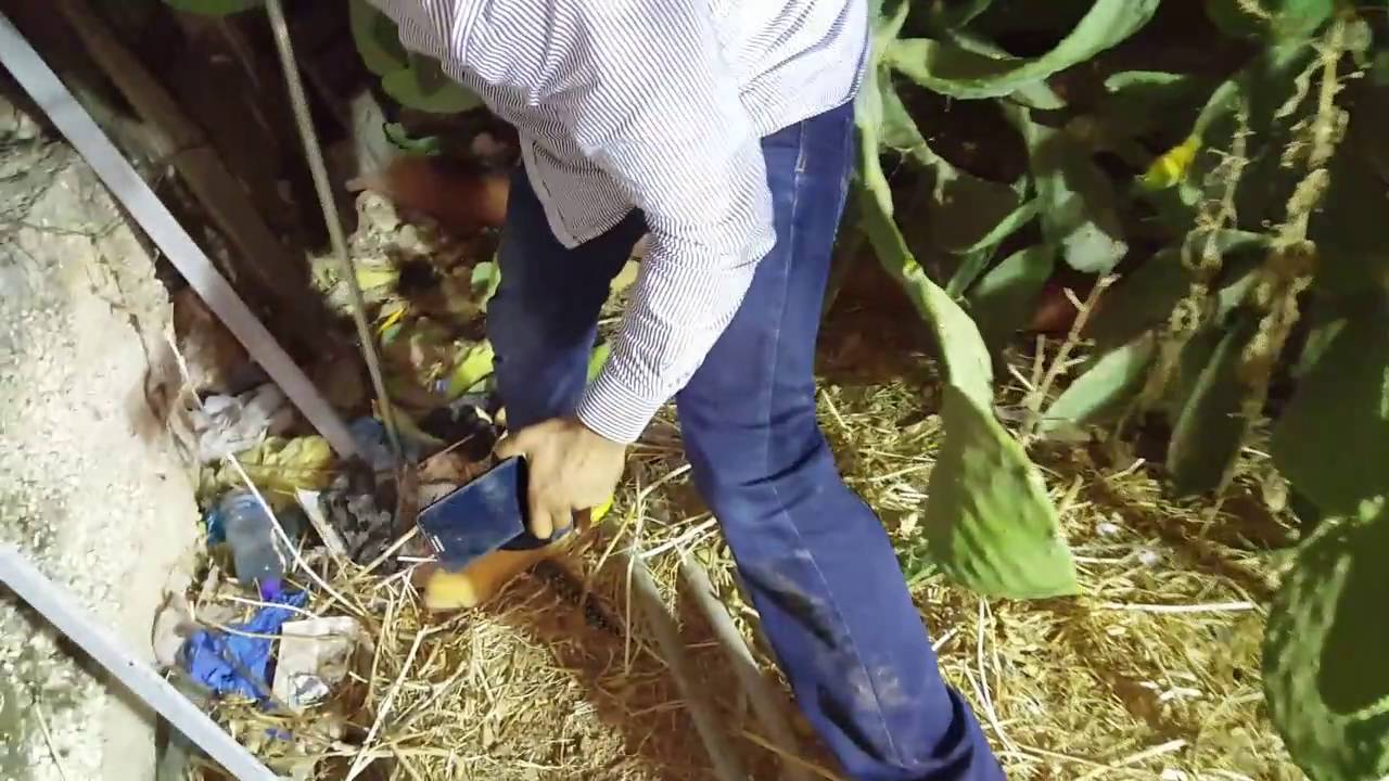 لو قرصتني الافعى اهون من كمية الشوك التي دخلت ظهري  مع جمال العمواسي