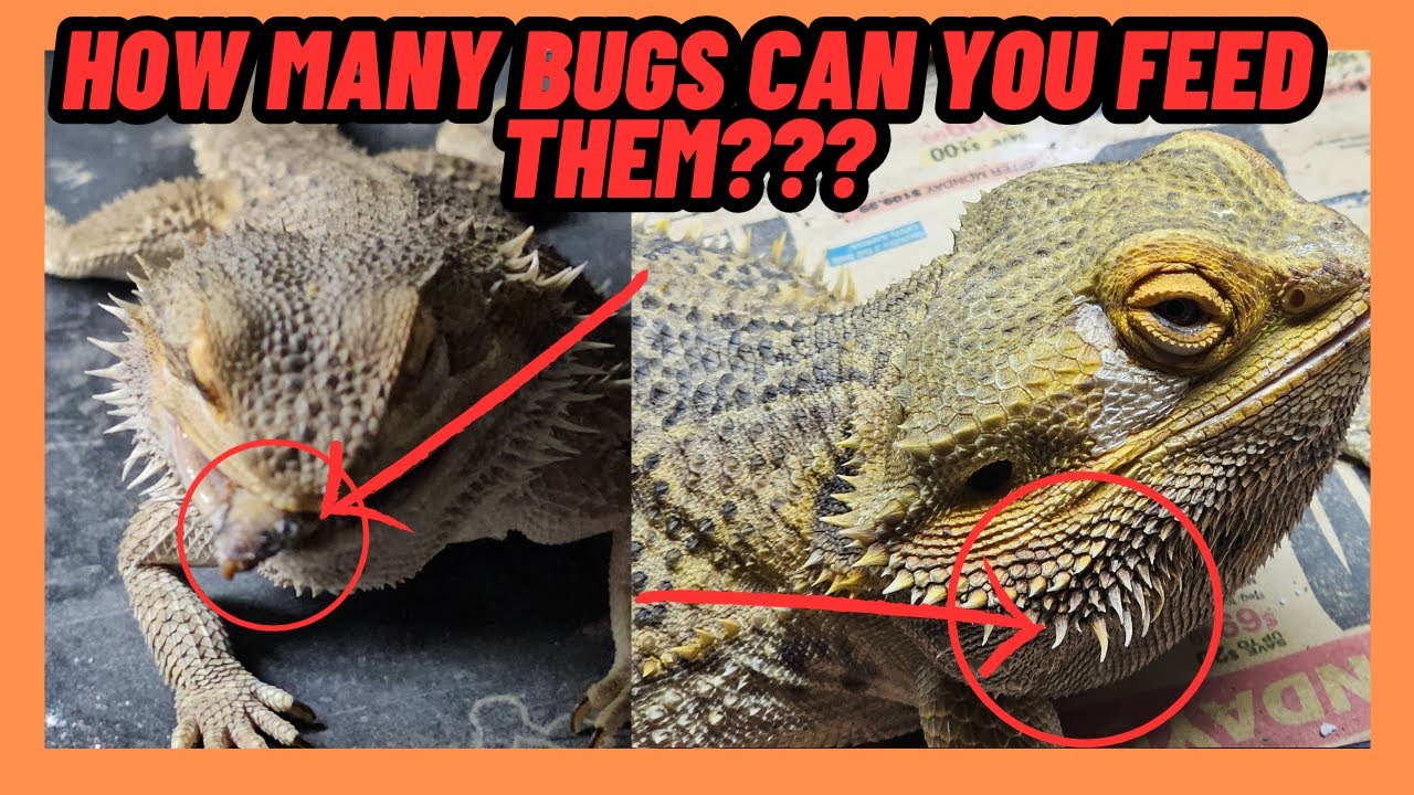HOW MANY BUGS SHOULD YOU FEED YOUR BEARDED DRAGON? HOW TO TELL!