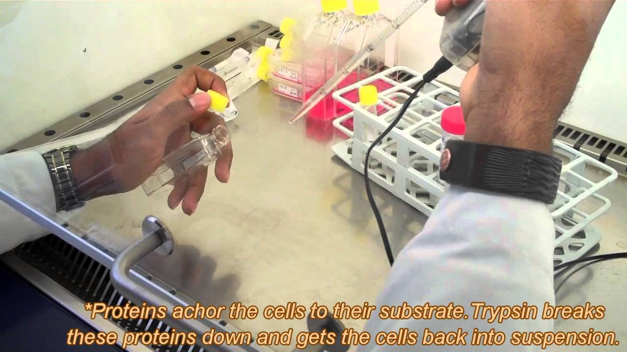 Cell Cultivation: Passing HeLa & HL-60 cells